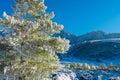 Pine branch covered with white fluffy snow on a sunny day on the background of snow-covered mountain slopes. Coniferous tree Royalty Free Stock Photo