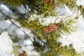 A pine branch covered with white snow, close up Royalty Free Stock Photo