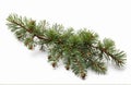 Pine branch, cut out on white background