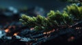 Pine branch on dark rocks with glowing features during evening light in a natural setting Royalty Free Stock Photo