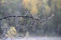 Pine branch decorated with cobwebs