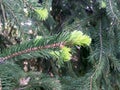 Pine Branch Details Showing Tender New Growth in a Light Green Color