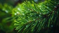 pine branch with dew drops on its vibrant green needles Royalty Free Stock Photo