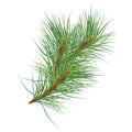 Pine branch digital watercolor style illustration isolated on white background. Cedar tree, conifer hand drawn. Element Royalty Free Stock Photo
