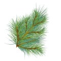 Pine branch digital watercolor style illustration isolated on white background. Cedar tree, conifer hand drawn. Element Royalty Free Stock Photo