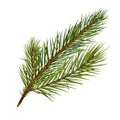 Pine branch digital watercolor style illustration isolated on white background. Cedar tree, conifer hand drawn. Element Royalty Free Stock Photo