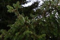 Pine branch with drops after rain. Spruce branch leaves with rain drops.Green lush spruce branch. Green spruce branch with water