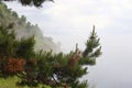 A pine branch on a foggy background. Landscape with mountains and a lake. Royalty Free Stock Photo