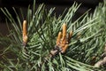 Pine branch with fresh buds in the spring. Royalty Free Stock Photo