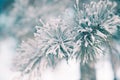 Pine branch in frost. Winter Christmas forest.