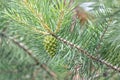 Pine branch with a green cone. Christmas background Royalty Free Stock Photo