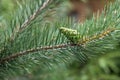 Pine branch with a green cone. Christmas background Royalty Free Stock Photo