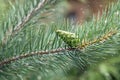 Pine branch with a green cone. Christmas background Royalty Free Stock Photo