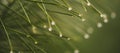 Pine branch with green needles in raindrops closeup