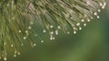 Pine branch with green needles in raindrops closeup. Water drops on the needle ends