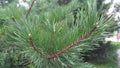 Pine branch with green needles
