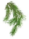 Pine branch isolate on white background without shadows. Spruce.