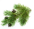 Pine branch isolated on white
