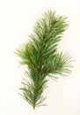 Pine branch isolated on white background Royalty Free Stock Photo