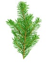 A pine branch isolated on a white background Royalty Free Stock Photo