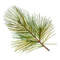 Pine branch, isolated on white background, stock illustration drawn in gouache and watercolor