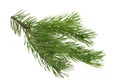 Pine branch isolated on white. without shadow clipping path Royalty Free Stock Photo