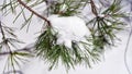 A pine branch laden with a small pile of white snow. Royalty Free Stock Photo