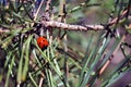 Pine branch with ladybug on it macro close up detail, soft blurry bokeh