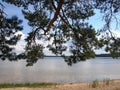 A pine branch leaning over the sandy shore of the lake. Leningrad region Royalty Free Stock Photo