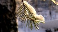 on a pine branch lies a snow cap