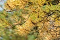 Yellowed pine needles close-up. Pine branch lit by the sun.