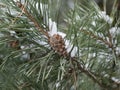 A pine branch with long green needles and a small cone is covered with a small amount of snow on a winter cloudy day. Royalty Free Stock Photo