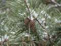 A pine branch with long green needles and a small cone is covered with a small amount of snow on a winter cloudy day. Royalty Free Stock Photo