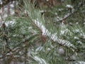 A pine branch with long green needles and a small cone is covered with a small amount of snow on a winter cloudy day. Royalty Free Stock Photo