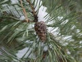 A pine branch with long green needles and a small cone is covered with a small amount of snow on a winter cloudy day. Royalty Free Stock Photo