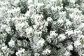 Pine branch with long needles covered with hoarfrost. Christmas