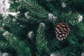 Pine branch with long needles in the frost. Christmas tree with pine cones, snow Royalty Free Stock Photo