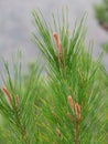 Pine branch Royalty Free Stock Photo