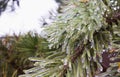 Pine branch with needles covered with ice. Freezing rain. Ice covered. Bad weather in spring. Close-up view Royalty Free Stock Photo