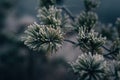 Pine branch and needles covered in morning frost, close-up