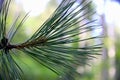 Pine branch needles, in the pine forest, after the rain