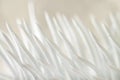 Pine branch needles painted white color macro wallpaper