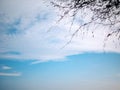 Pine branch part and clouds on the blue sky