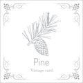 Pine branch with pine cone. Vintage card