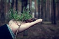 In the spring forest there is a man in black clothes, with a pine branch and cones in the palm of his hand. Royalty Free Stock Photo