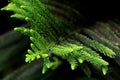Pine Branch. Pine leaf on dark background. Royalty Free Stock Photo