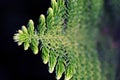 Pine Branch. Pine leaf on dark background. Royalty Free Stock Photo