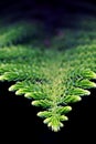 Pine Branch. Pine leaf on dark background. Royalty Free Stock Photo