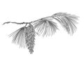 Pine branch with pinecones as vintage engraving Vector Royalty Free Stock Photo