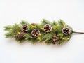 Pine branch with pinecones isolated on white background Royalty Free Stock Photo
